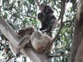 Koala and Baby